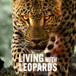 دانلود مستند Living with Leopards 2024